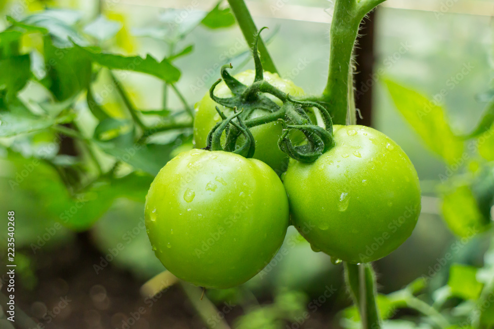Fototapeta premium Picture of green tomatoes on stem in hothouse with water drops