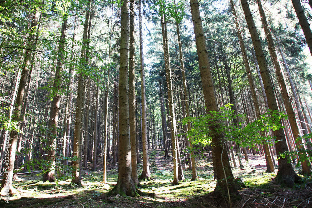 Beautiful Forest in Summer Beautiful Forest in Summer