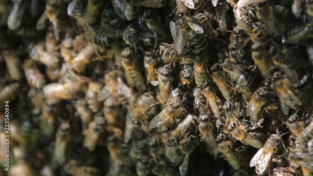 Bees convert nectar into honey. closeup of bees on honeycomb in apiary Bees convert nectar into honey. closeup of bees on honeycomb in apiary
