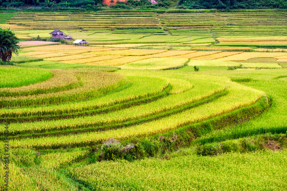 Rice field terraces with cottage in valley at rural