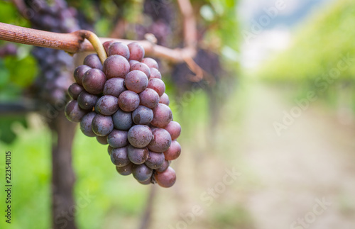 Pinot Grigio grape variety. Pinot Grigio is a white wine grape variety that is made from grapes with grayish, white red, and or purple skins. Trentino Alto Adige, Italy. Guyot Vine Training System photo