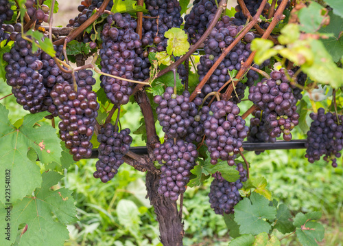 Wallpaper Mural Pinot Grigio grape variety. Pinot Grigio is a white wine grape variety that is made from grapes with grayish, white red, and or purple skins. Trentino Alto Adige, Italy. Guyot Vine Training System Torontodigital.ca