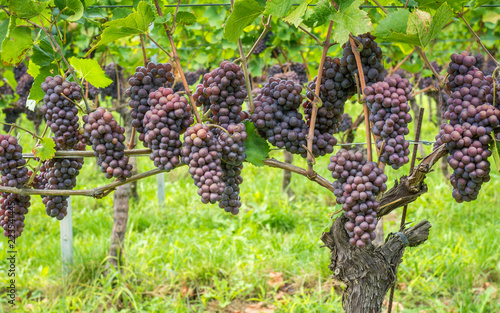 Pinot Grigio grape variety. Pinot Grigio is a white wine grape variety that is made from grapes with grayish, white red, and or purple skins. Trentino Alto Adige, Italy. Guyot Vine Training System photo