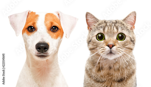 Portrait of cute young dog Jack Russell Terrier and cat Scottish Straight, isolated on white background
