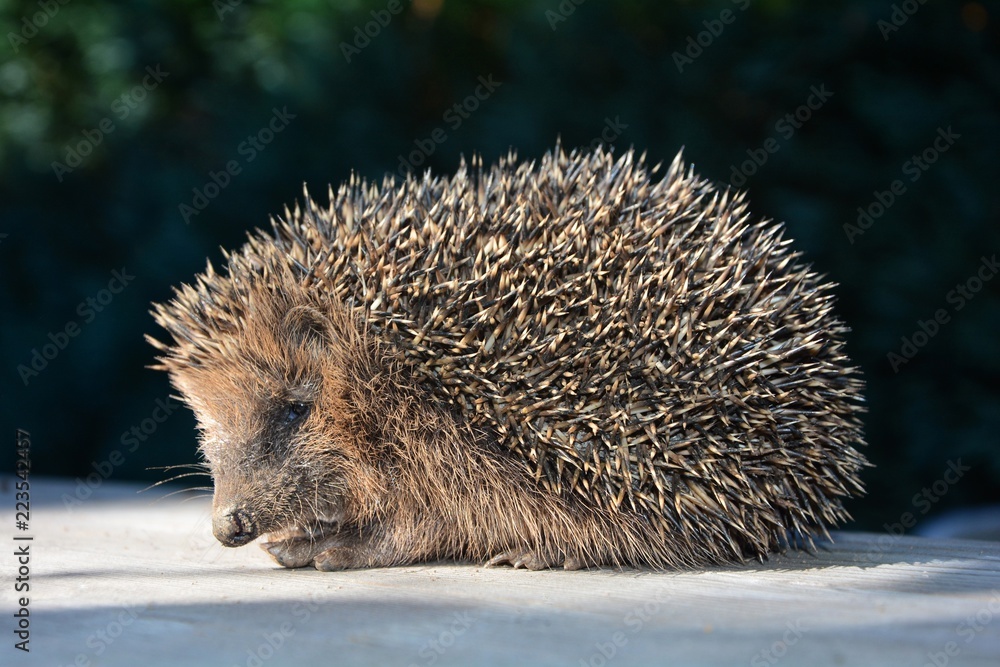 Fototapeta premium Igel sitzt in der Sonne auf Holztisch vor dunkel grünem Natur Hintergrund