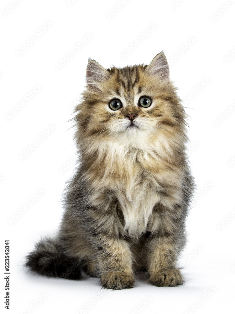 Adorable golden British Longhair cat kitten sitting front view, looking straight at lens isolated on white background