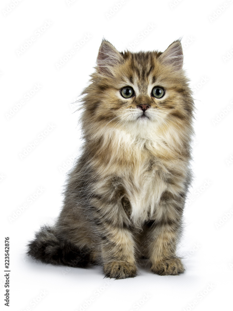 Adorable golden British Longhair cat kitten sitting front view, looking beside lens isolated on white background