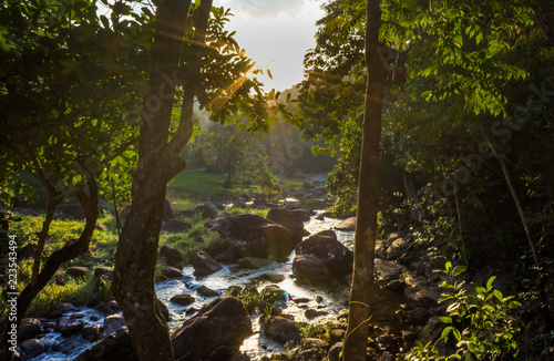 river in the forest