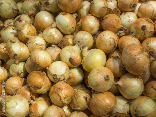 Market Shelf - Onion - bunch of yellow onion