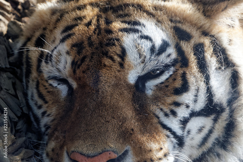 Fototapeta Naklejka Na Ścianę i Meble -  Siberian tiger