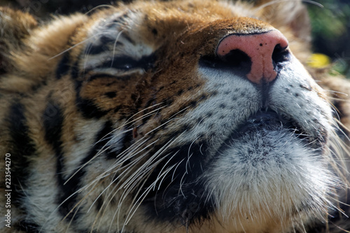Fototapeta Naklejka Na Ścianę i Meble -  Siberian tiger