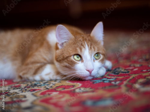 beautiful red cat with big eyes resting on the carpet