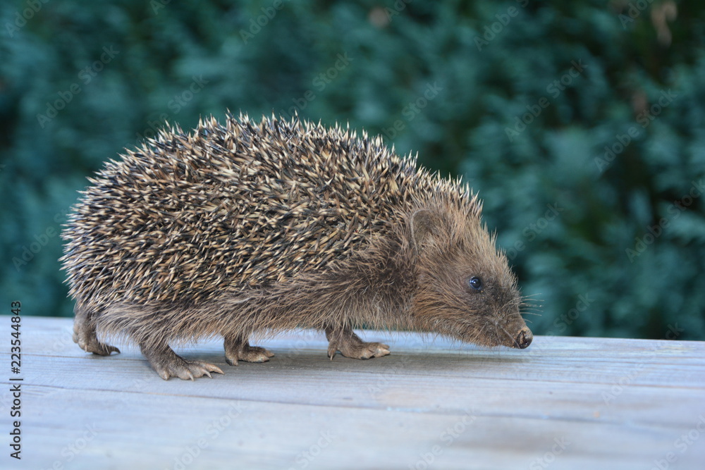Obraz premium Igel läuft auf Holztisch im grünen Garten