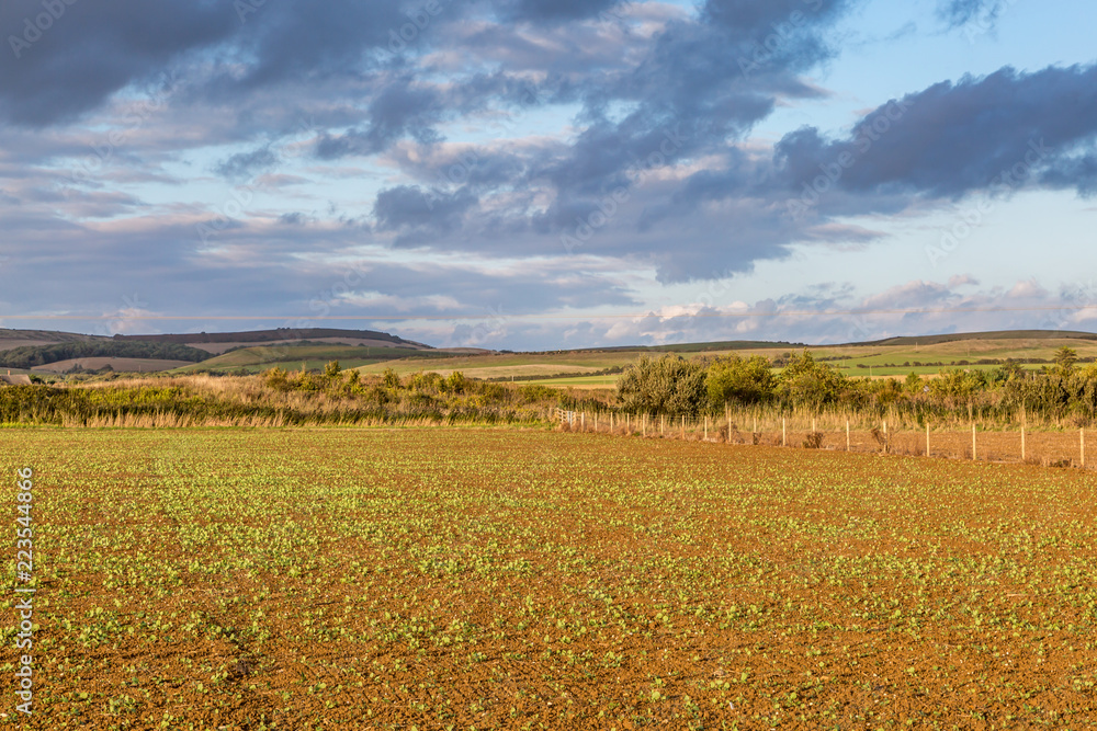 Fototapeta premium Isle of Wight rural landscape in late summer, with evening light
