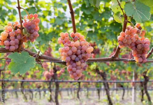gewurztraminer grape variety.The origins of gewurztraminer seem to be found in the Alto Adige region of Italy and focus on the village of Tramin in the Tyrollean Alps. Guyot Vine Training System