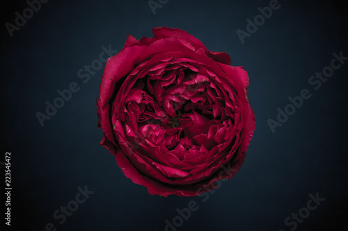 Red peony rose on a dark blue background photo