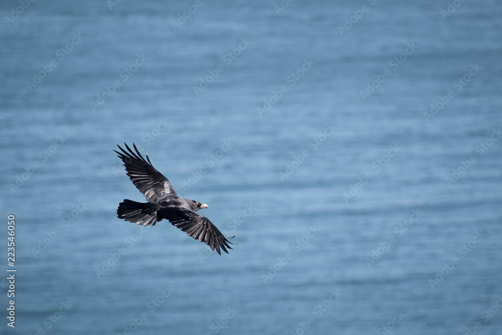 raven on the background of the sea