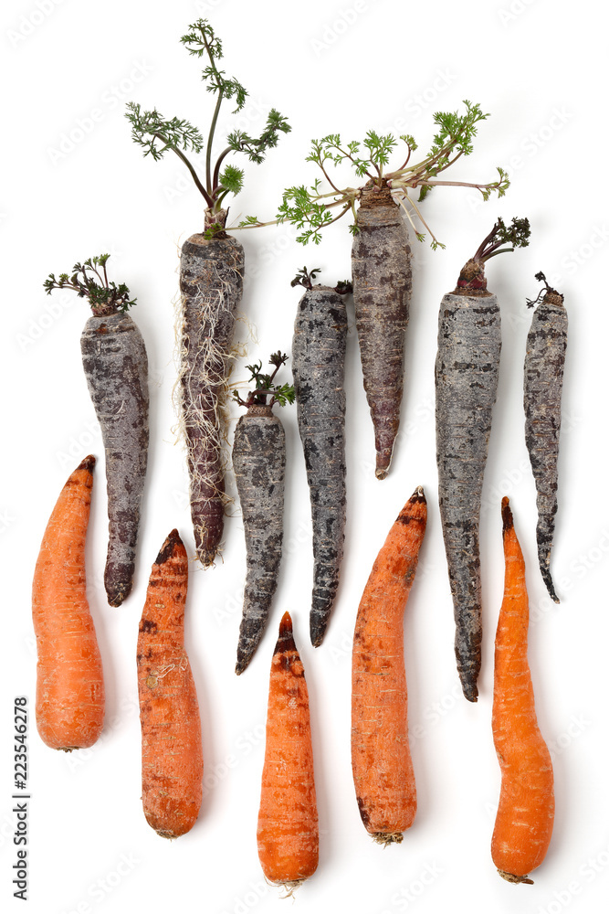 Carrots Rotting