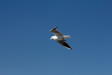 White seagull flying in the blue sky