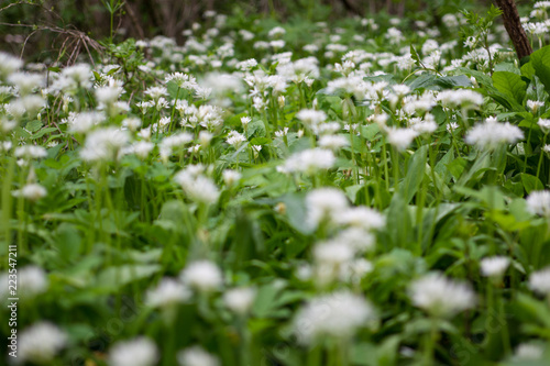 In the Caucasus mountains. Cherry blossoms  wild garlic 