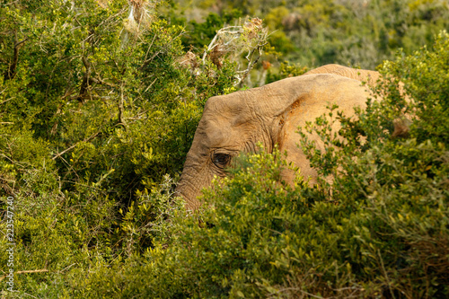 Elephant hiding between all the bushes