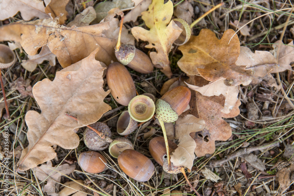 Fototapeta premium Eicheln am Boden
