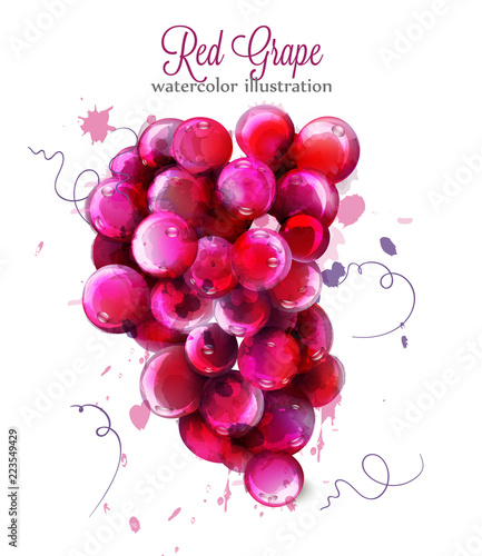 Red Grapes watercolor Vector. Painted splash style illustrations