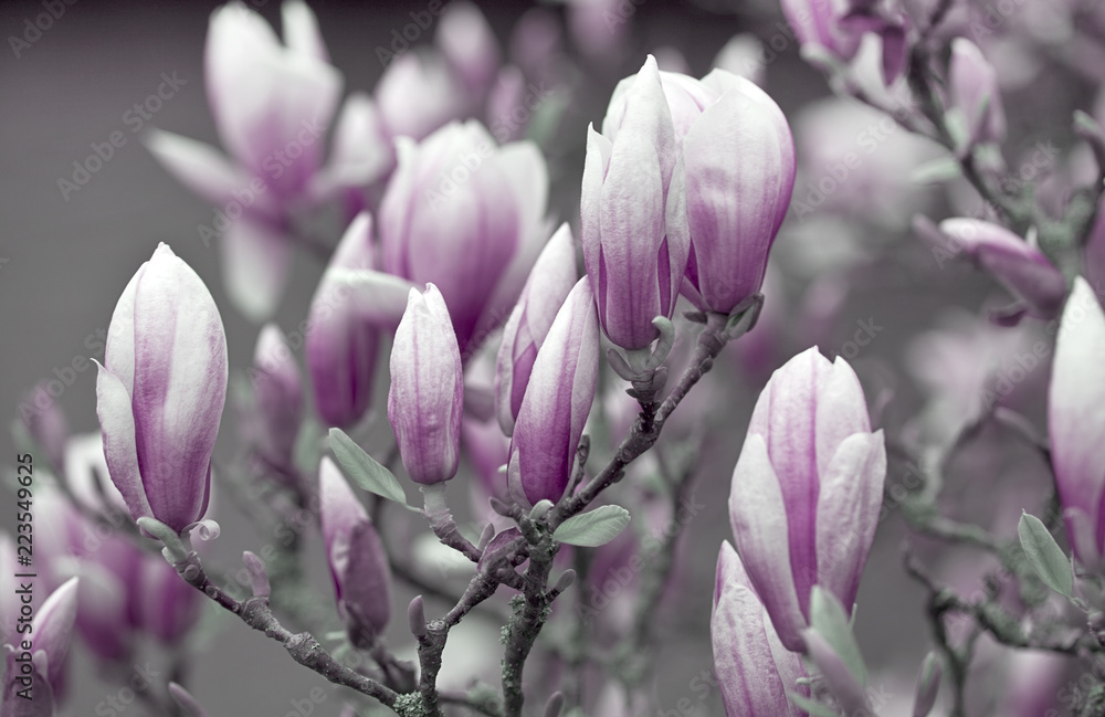 Pink and White magnolia flowers in full bloom