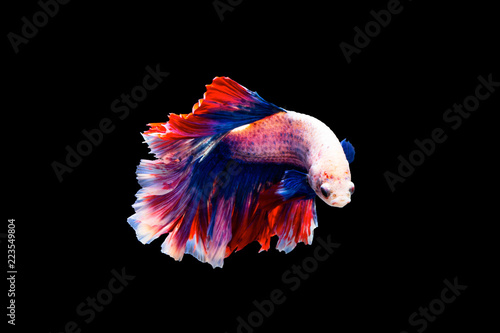 Bild auf Leinwand The moving moment beautiful of siamese betta fish or splendens fighting fish in thailand on black background