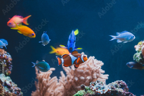 Aquarium colourfull different fishes in deep blue water photo