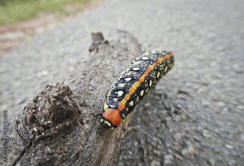 Large horned caterpillar (Hyles euphorbiae ) on the asphalt. Useful phytophagous