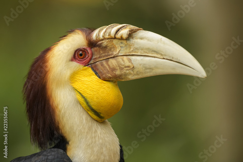 Wreathed Hornbill - Rhyticeros undulatus, beautiful colorful hornbill from Southeast Asian forests and woodlands.