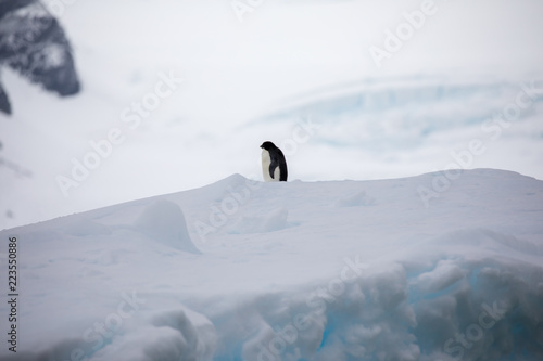 penguin in the arctic