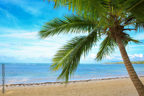 Caribbean sea and green palm. Travel background.