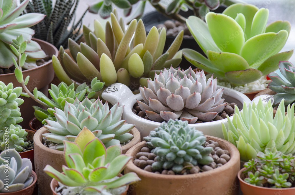 Selective Focused Echeveria Sedum Succulent Flowering Houseplant Pots Mini Garden Background Selective Focused Echeveria Sedum Succulent Flowering Houseplant Pots Mini Garden Background