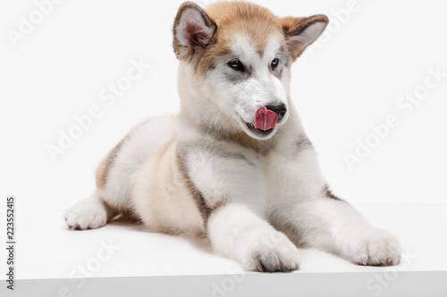 Wallpaper Mural Husky malamute puppy lying isolated on white studio Torontodigital.ca