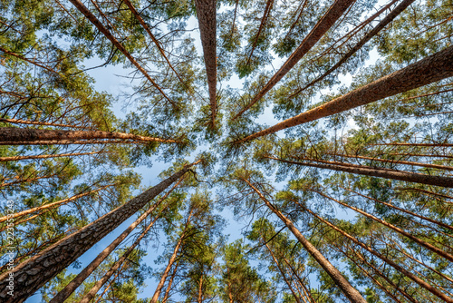 rozeta sosnowa © Kamil_k2p