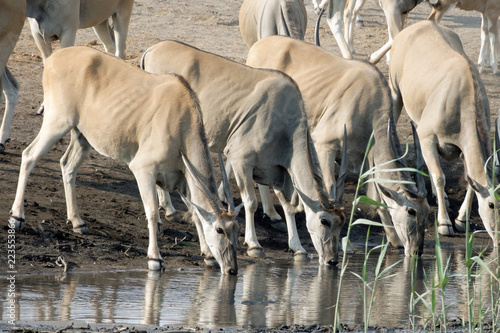 A group of female Eland antelopes are drinking water at the waterhole, Etosha National Park, Namibia, Africa photo