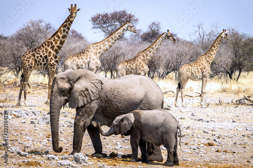 Photography Elephants and giraffes in the Etosha National Park, Namibia, Africa