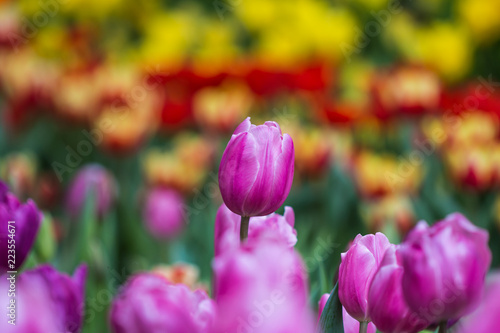 Tulip in winter Thailand