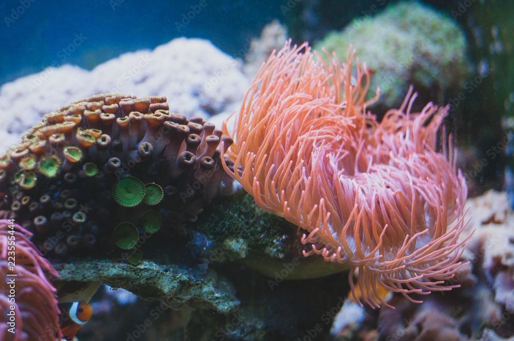 Obraz premium Sea Anemone and in aquarium. Marine life.