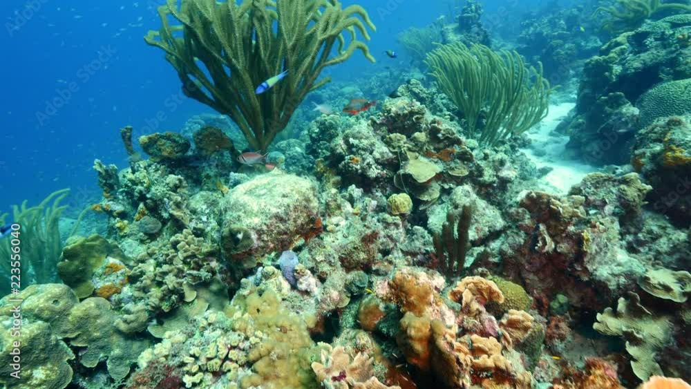 Seascape of coral reef in the Caribbean Sea around Curacao at dive site Groote Knip with various corals and sponges Seascape of coral reef in the Caribbean Sea around Curacao at dive site Groote Knip with various corals and sponges