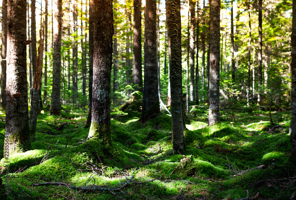 Obraz premium Magic morning forest with a soft carpet of moss in the north of the Khabarovsk region of Russia