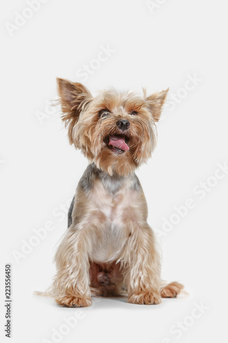 Yorkshire terrier at studio against a white background