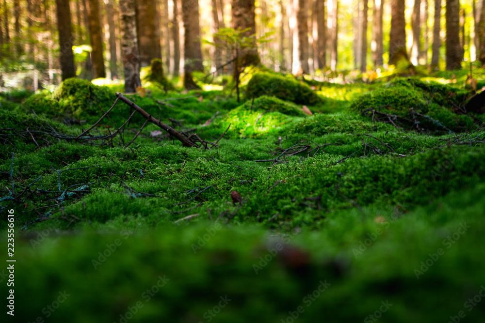 Magic morning forest with a soft carpet of moss in the north of the Khabarovsk region of Russia Magic morning forest with a soft carpet of moss in the north of the Khabarovsk region of Russia