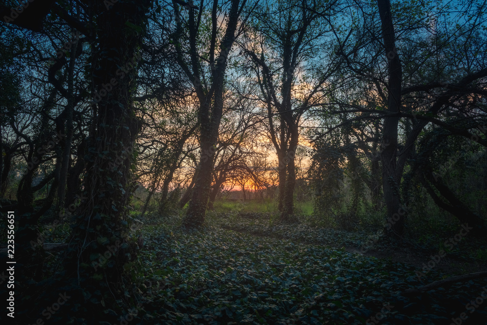 Fototapeta premium Bosque