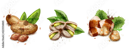 Nuts set watercolor Vector. Pistachio, hazelnut and peanuts illustrations