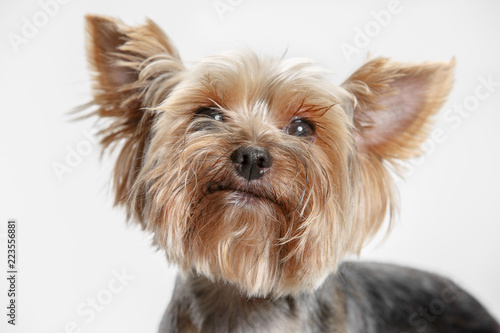 Yorkshire terrier at studio against a white background