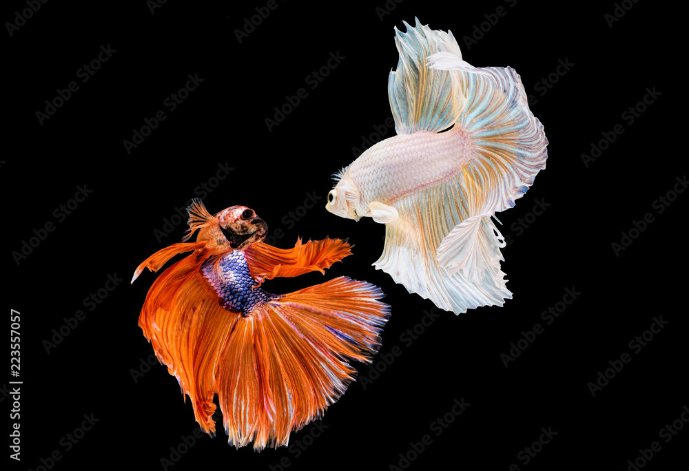 Betta Siamese fighting fish, Betta splendens Pla-kad (biting fish) Thai, trey krem Khmer, popular aquarium fish. Red white half moon long delta tail Betta fighting fire motion isolated on black Betta Siamese fighting fish, Betta splendens Pla-kad (biting fish) Thai, trey krem Khmer, popular aquarium fish. Red white half moon long delta tail Betta fighting fire motion isolated on black