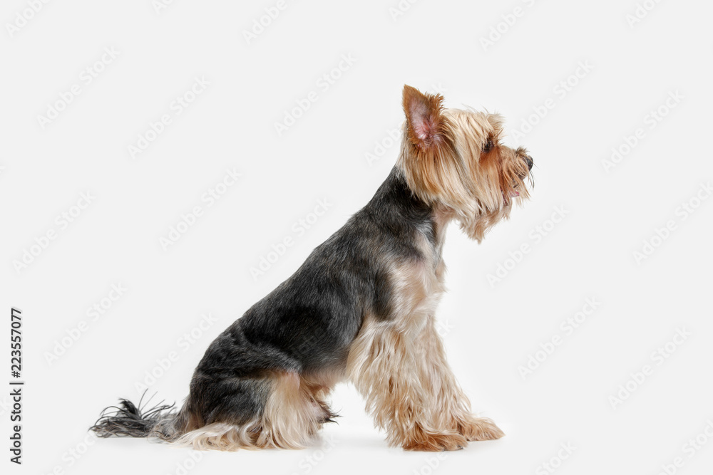 Yorkshire terrier at studio against a white background Yorkshire terrier at studio against a white background